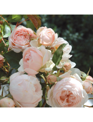 Bouquet de roses Chantal Thomass