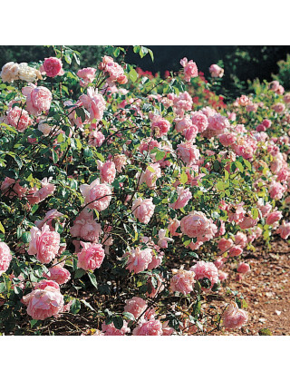 Rosier Générosa® - Sonia Rykiel -©Roses Guillot®