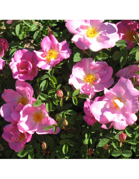 Roses Marguerite Hilling