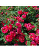 Rosier Terre des Roses® - Désirée Clary® 