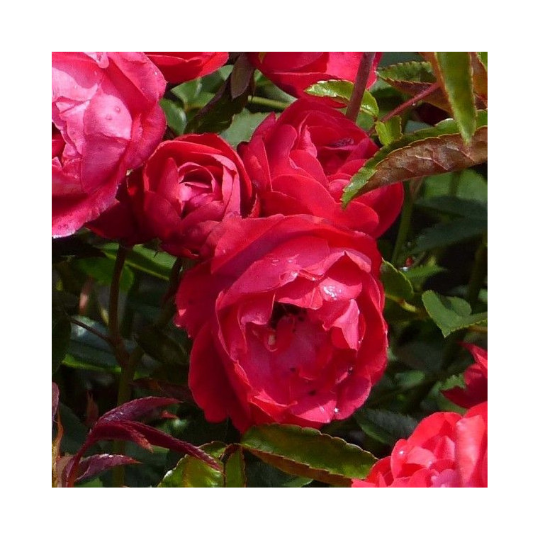 Rosier Merveille Des Rouges Mini rosier Fête des Mères | Roseraie Guillot