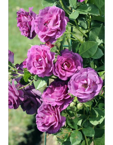 Rosier Grimpant - Audacieuse®