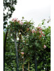 Rosier liane ancien - Albertine - ©Roses Guillot®