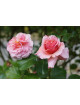 Rosier ancien grimpant - Aloha - - ©Roses Guillot®
