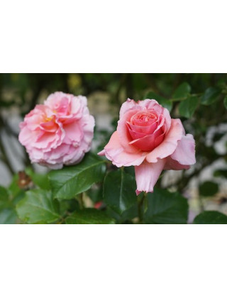 Rosier ancien grimpant - Aloha - - ©Roses Guillot®