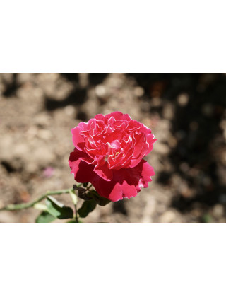 Rosier ancien -  Baron Girod de l'Ain - ©Roses Guillot®