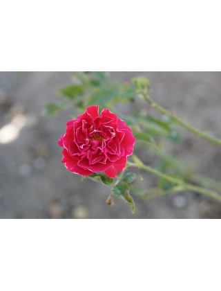 Rosier ancien -  Baron Girod de l'Ain - ©Roses Guillot®