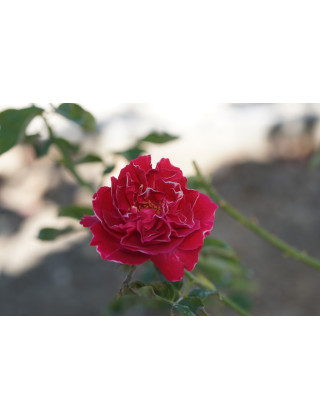 Rosier ancien -  Baron Girod de l'Ain - ©Roses Guillot®