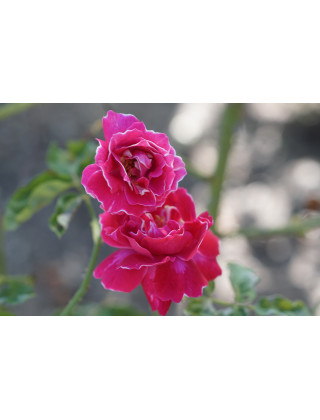 Rosier ancien -  Baron Girod de l'Ain - ©Roses Guillot®