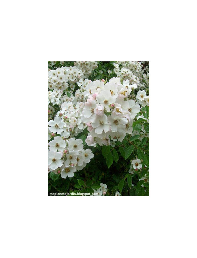 Rosier liane ancien - Toby Tristam Rosier liane ancien - Toby Tristam