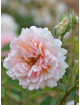 Rosier ancien - Felicia - ©Roses Guillot®