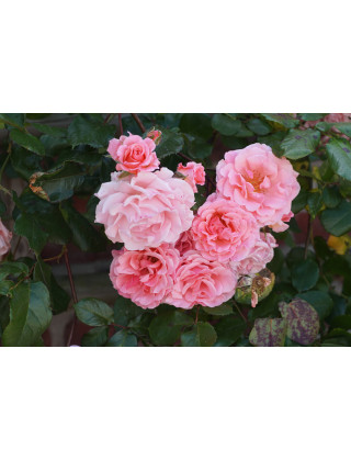 Rosier grimpant Guillot® - Dream Weaver® - ©Roses Guillot®