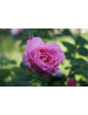 Rosier Guillot® Générosa® - Délia® - ©Roses Guillot®