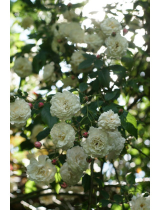 Rosier Liane ancien - Félicité Perpétue - ©Roses Guillot®