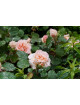 Rosier Guillot® Générosa® - Fiona Gelin® - ©Roses Guillot® 