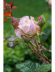 Rosier Guillot® Générosa® - Fiona Gelin® - ©Roses Guillot® 