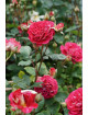 Rosier Générosa® - Guy Darmet - ©Roses Guillot®