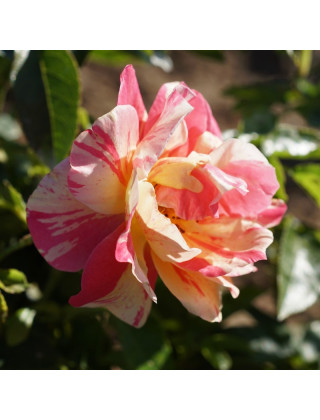 Rosier Terre des Roses® - Jacqueline Farvacques - ©Roses Guillot®