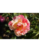 Rosier Terre des Roses® - Jacqueline Farvacques - ©Roses Guillot®
