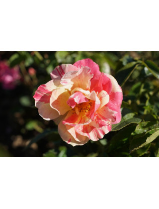 Rosier Terre des Roses® - Jacqueline Farvacques - ©Roses Guillot®