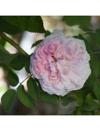 Rosier ancien - Jacques Cartier - ©Roses Guillot®