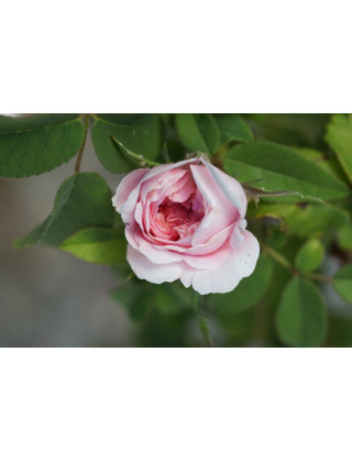 Rosier ancien - Jacques Cartier - ©Roses Guillot®