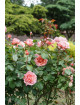 Rosier Générosa® - Laurent Cabrol® - ©Roses Guillot®