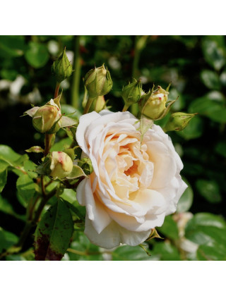 Rosier Générosa® - Martine Guillot® -©Roses Guillot®