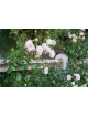 Rosier liane ancien - New Dawn - ©Roses Guillot®