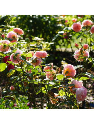 Rosier Générosa® - Paul Bocuse - ©Roses Guillot®