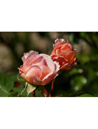 Rosier Générosa® - Paul Bocuse - ©Roses Guillot®