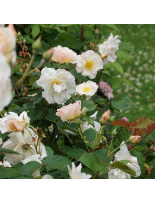 Rosier ancien - Pénélope - ©Roses Guillot®