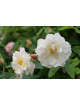 Rosier ancien - Pénélope - ©Roses Guillot®