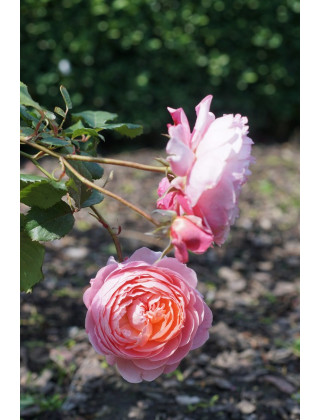 Rosier Générosa® - Prix P.J. Redouté - ©Roses Guillot®