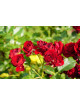 Rosier Fleurs Groupées Guillot® - Rose Brouilly®