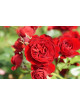 Rosier Terre de Roses® - Rose Brouilly - ©Roses Guillot®