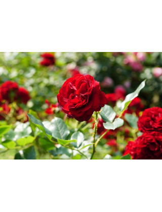 Rosier Terre des Roses® -  Rose Brouilly - ©Roses Guillot®