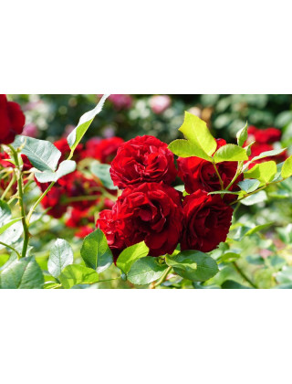 Rosier Terre des Roses® -  Rose Brouilly - ©Roses Guillot®