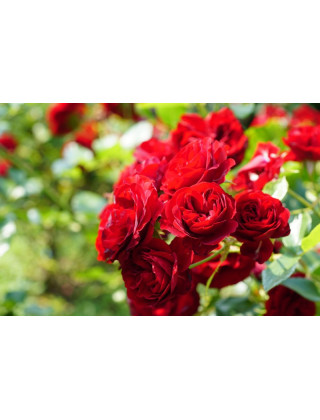 Rosier Terre des Roses® -  Rose Brouilly - ©Roses Guillot®