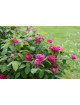Rosier ancien - Rose de Rescht - ©Roses Guillot®