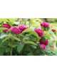 Rosier ancien - Rose de Rescht - ©Roses Guillot®
