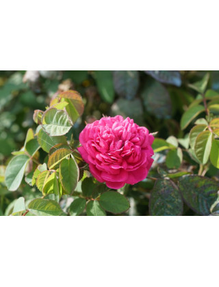 Rosier ancien - Rose de Rescht - ©Roses Guillot®