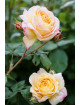 Rosier Générosa® - Rosomane Janon - ©Roses Guillot®
