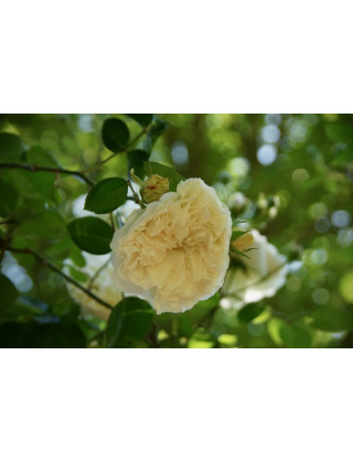 Rosier ancien grimpant - Sombreuil - ©Roses Guillot®