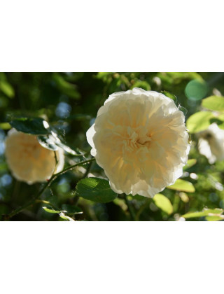 Rosier ancien grimpant - Sombreuil - ©Roses Guillot®