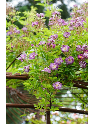 Rosier liane ancien - Veilchenblau - ©Roses Guillot®