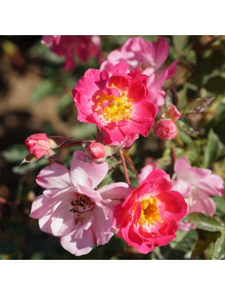 Rosier Terre des Roses® - Watermelon Ice - ©Roses Guillot®