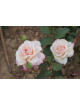 Rosiers Anciens Guillot® - Mme Falcot