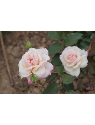 Rosiers Anciens Guillot® - Mme Falcot - ©Roses Guillot®