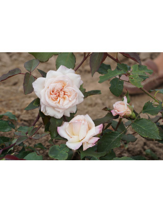 Rosiers Anciens Guillot® - Mme Falcot - ©Roses Guillot®